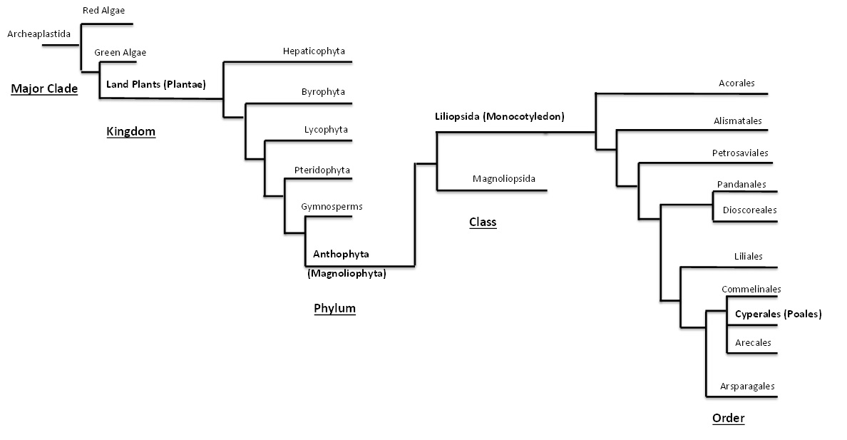 how does a phylogeny work
